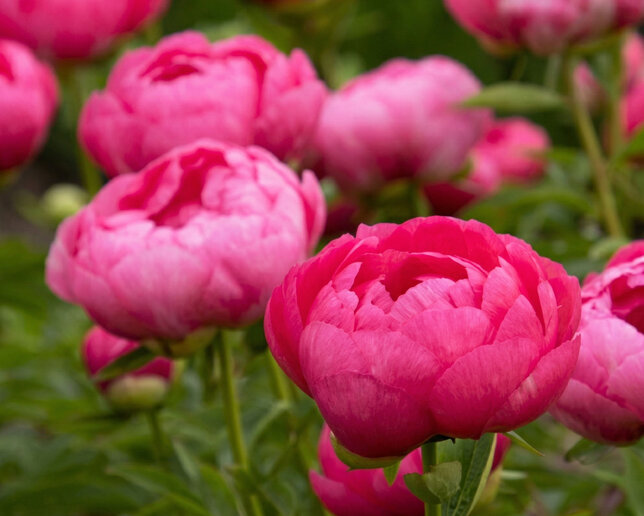 Paeonia 'cytherea' - pivonka k2l - Paeonia 'Cytherea'