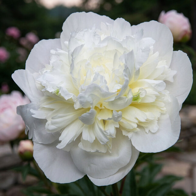 Paeonia 'duchesse de nemours' - pivonka k2l - Paeonia 'Duchesse de Nemours'