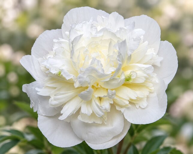 Paeonia 'duchesse de nemours' - pivonka vk - Paeonia 'Duchesse de Nemours' 