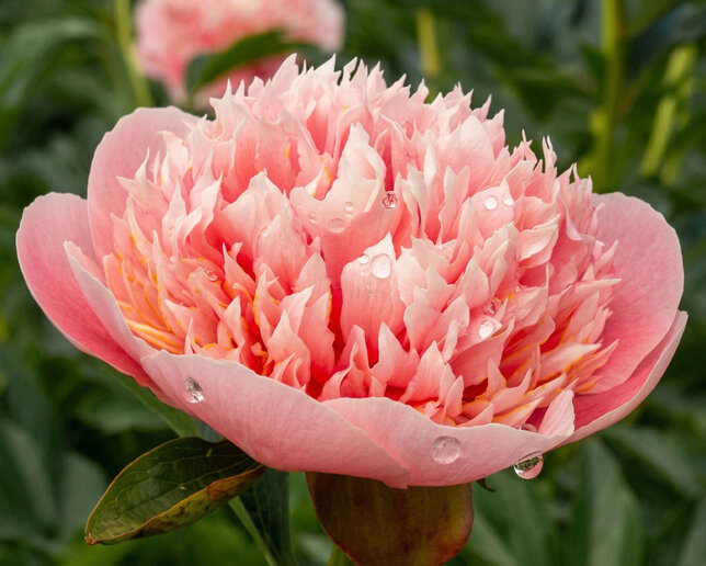 Paeonia 'etched salmon' - pivonka k2l - Paeonia 'Etched Salmon'