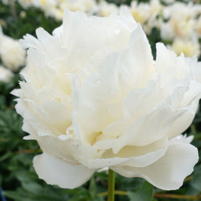 Paeonia 'henry sass' - pivonka k2l - Paeonia 'Henry Sass'