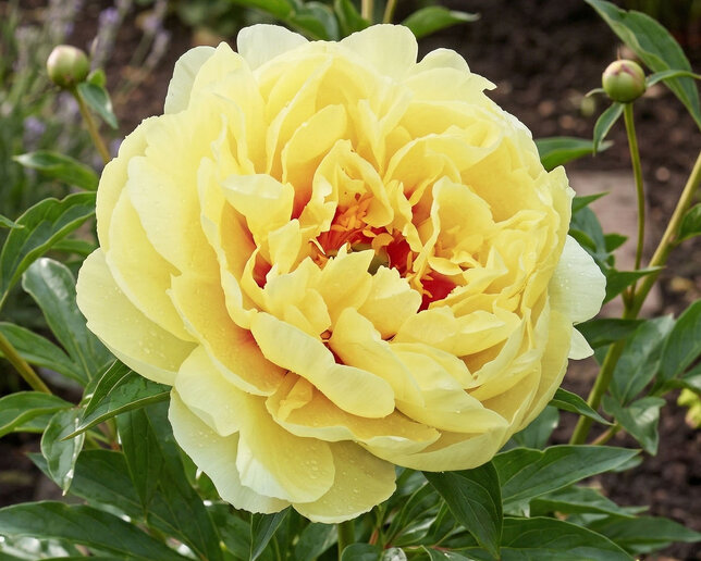 Paeonia itoh 'bartzella' - pivonka k3l - Paeonia Itoh 'Bartzella'