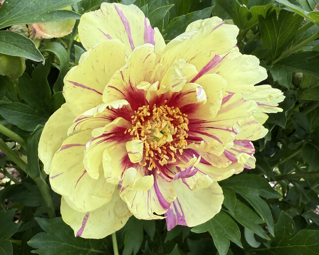 Paeonia itoh 'lollipop' - pivonka k3l - Paeonia Itoh 'Lollipop'
