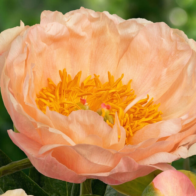 Paeonia 'kings day'- pivonka k3l - Paeonia 'Kings Day'