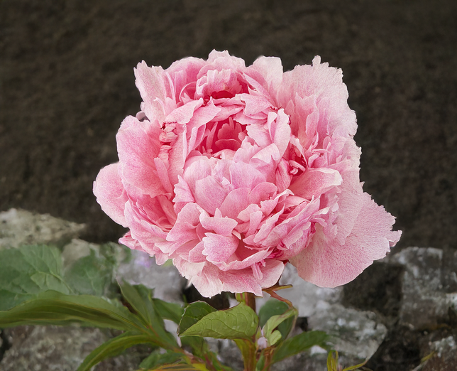 Paeonia 'pietertje vriend'- pivonka k2l - Paeonia 'Pietertje Vriend'- pivonka 2L 1