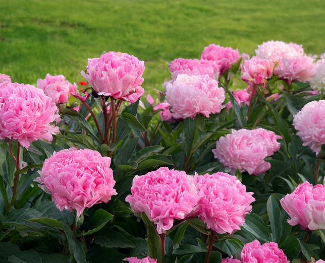 Paeonia 'pietertje vriend'- pivonka k2l - Paeonia 'Pietertje Vriend'- pivonka 2L 2