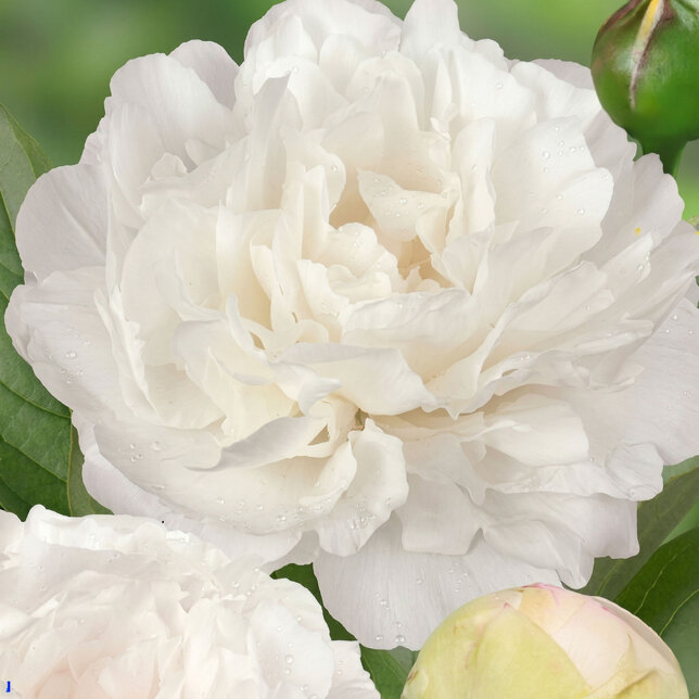 Paeonia 'puffed cotton'- pivonka k3l - Paeonia 'Puffed Cotton'