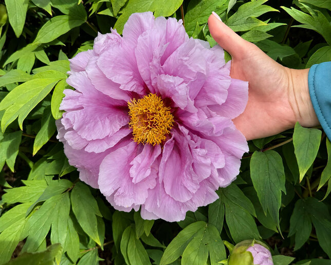 Paeonia s. 'ling hua zhan lu' - drevitá pivonka k1l - Paeonia s. 'Ling Hua Zhan Lu'