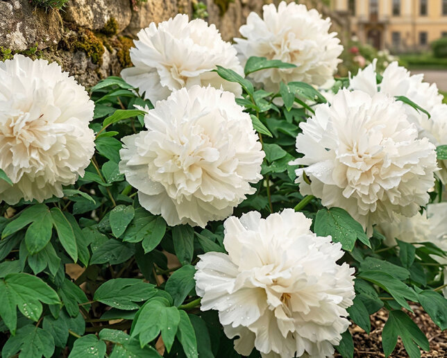 Paeonia s. 'snow tower' - drevitá pivonka k3l - Paeonia s. 'Snow Tower'