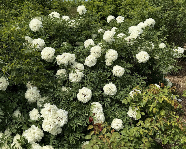 Paeonia s. 'white' - drevitá pivonka k2l - Paeonia s. 'White'