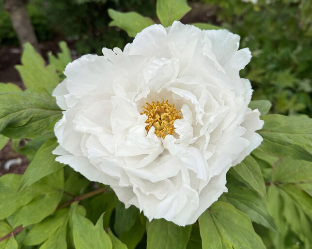Paeonia s. 'white' - drevitá pivonka k2l - Paeonia s. 'White' 1
