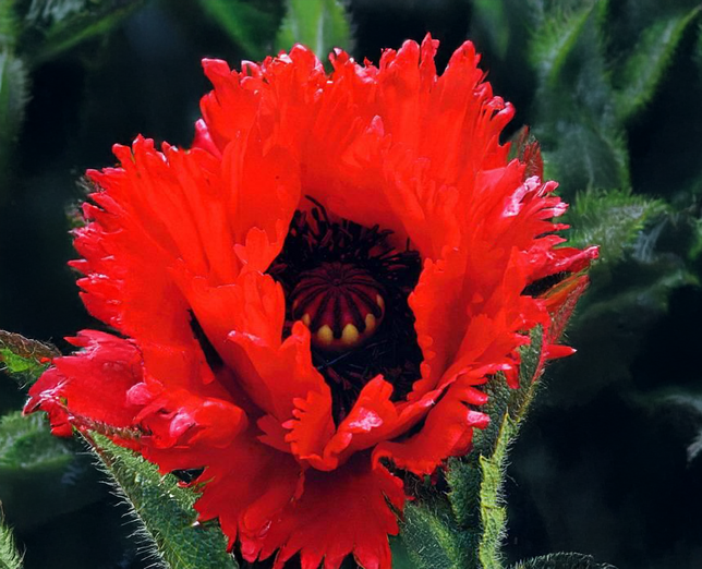 Papaver 'glowig amber'- mak - Papaver 'Glowig Amber'- mak 1
