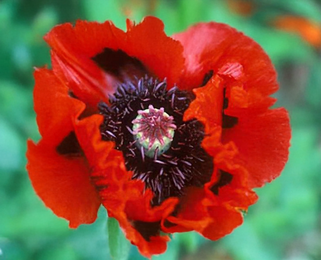 Papaver 'glowig amber'- mak - Papaver 'Glowig Amber'- mak 2