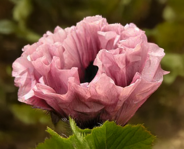 Papaver 'marlene'- mak - Papaver 'Marlene' 3