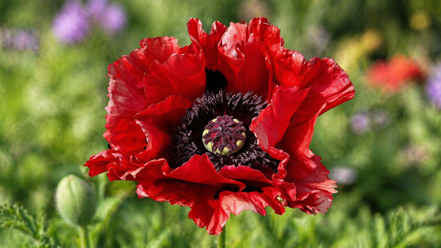 Papaver 'red rumble' - mak - Papaver 'Red Rumble' - mak