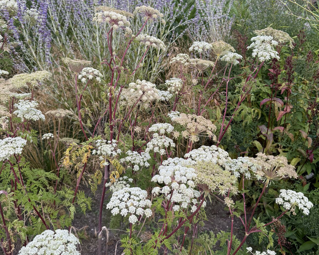 Selinium wallichianum - olešník - Selinium wallichianum