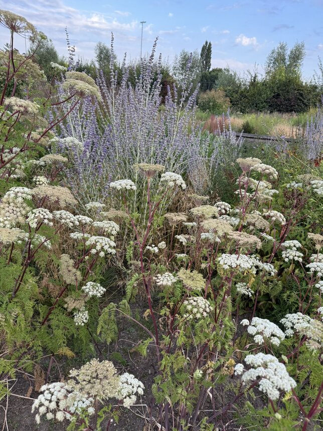 Selinium wallichianum - olešník - Selinium wallichianum 1