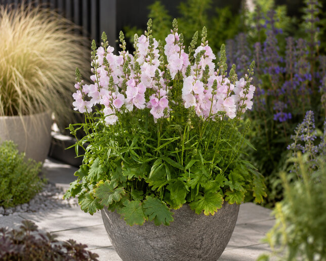 Sidalcea 'little princess' - sidalka - Sidalcea 'Little Princess'