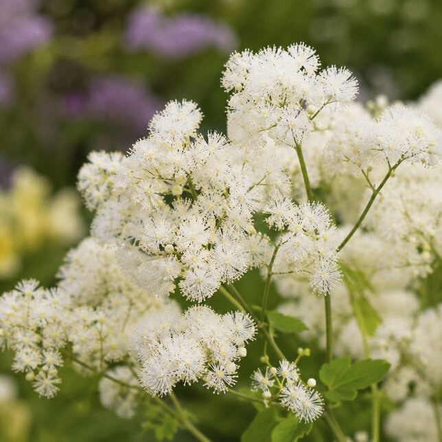 Thalictrum 'cotton ball' - žltuška - Thalictrum 'Cotton Ball'  1