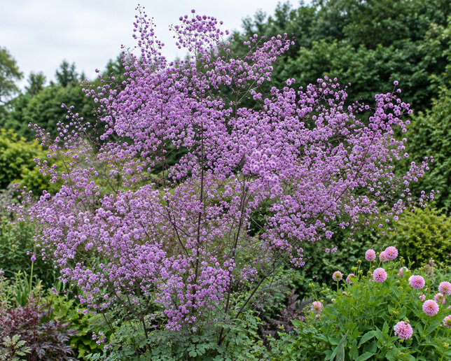 Thalictrum 'hewitt's double'- žltuška - Thalictrum 'Hewitt's Double'