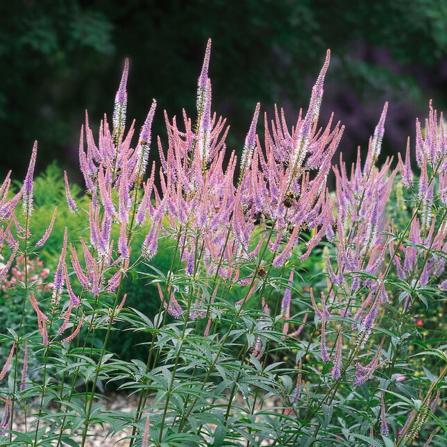 Veronicastrum 'fascination' - veronika - Veronicastrum 'Fascination'