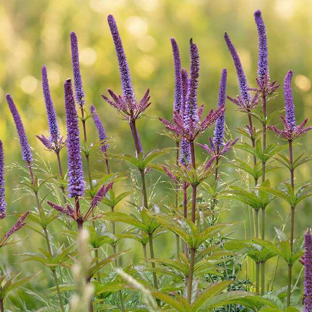 Veronicastrum 'red arrows' - veronika - Veronicastrum 'Red Arrows' 