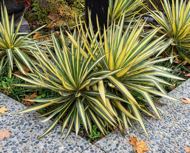 Yucca 'color guard' - juka - Yucca 'Color Guard' 