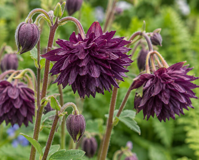 Aquilegia 'black barlow' - orlíček - Aquilegia 'Black Barlow' 1