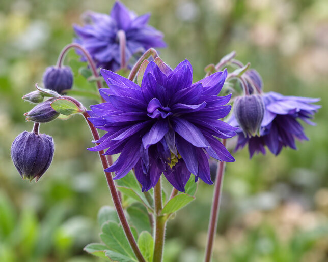 Aquilegia 'blue barlow' - orlíček - Aquilegia 'Blue Barlow' 