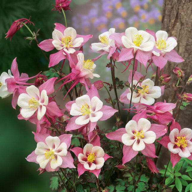 Aquilegia 'spring magic rose and white' - orlíček - Aquilegia 'Spring Magic Rose and White'