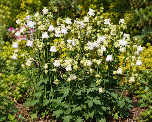 Aquilegia 'white barlow' - orlíček - Aquilegia 'White Barlow' 1