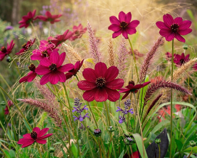 Cosmos atrosanguineus - Cosmos atrosanguineus