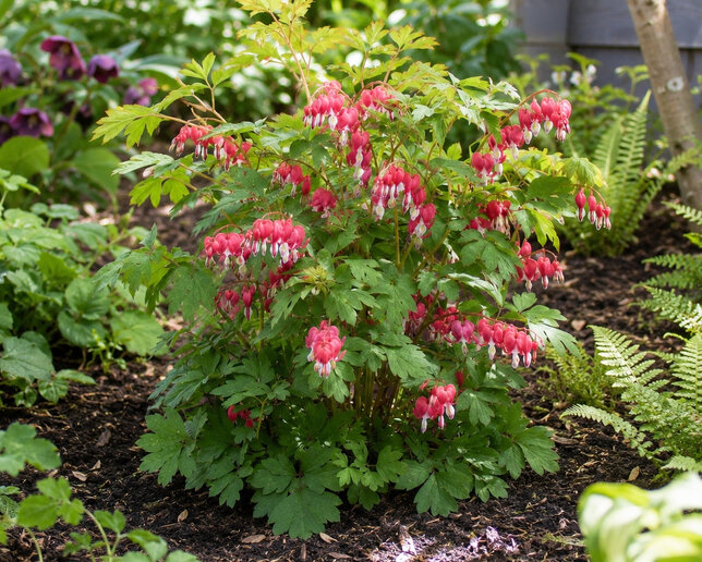 Dicentra 'jolly hearts love' - srdcovka - Dicentra 'Jolly Hearts Love'