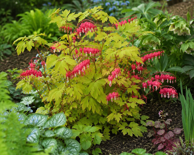 Dicentra 'jolly hearts spark' - srdcovka - Dicentra 'Jolly Hearts Spark' 