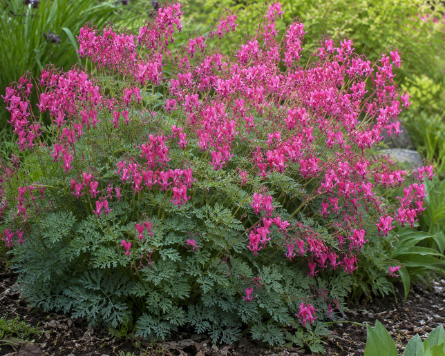 Dicentra 'passion hearts' - srdcovka - Dicentra 'Passion Hearts'