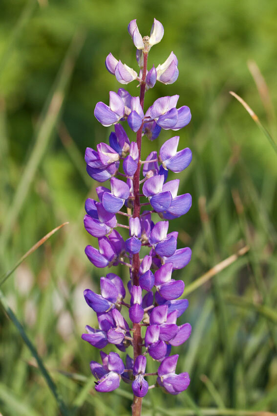 Lupinus 'gallery blue' - lupína - 9250305 Lupinus polyphyllus 'Gallery Blue' 01