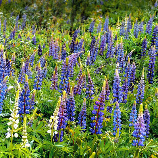 Lupinus 'gallery blue' - lupína - 9250305 Lupinus polyphyllus 'Gallery Blue' 02