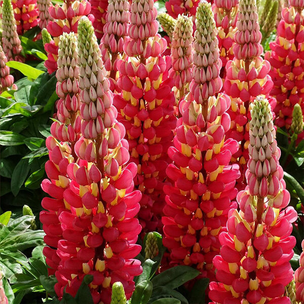 Lupinus 'tequila flame' - lupína k1l - 9252668 Lupinus west country 'Tequila Flame' 02