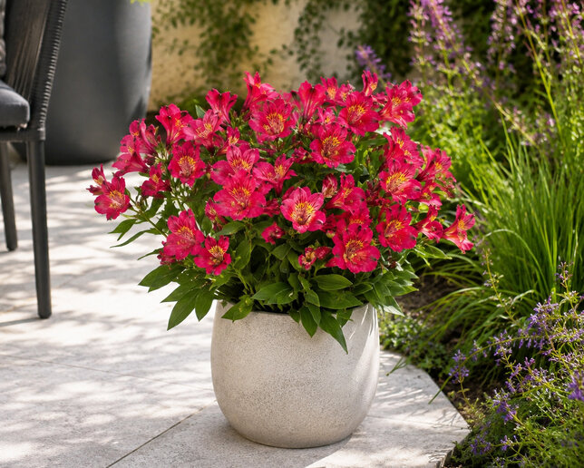 Alstroemeria 'incalys cherry' - alstroméria k2l - Alstroemeria 'Incalys Cherry' 