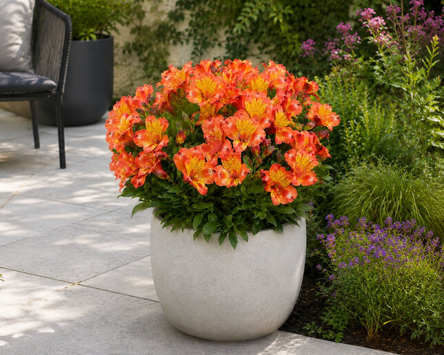 Alstroemeria 'incalys salmon' - alstroméria k2l - Alstroemeria 'Incalys Salmon'