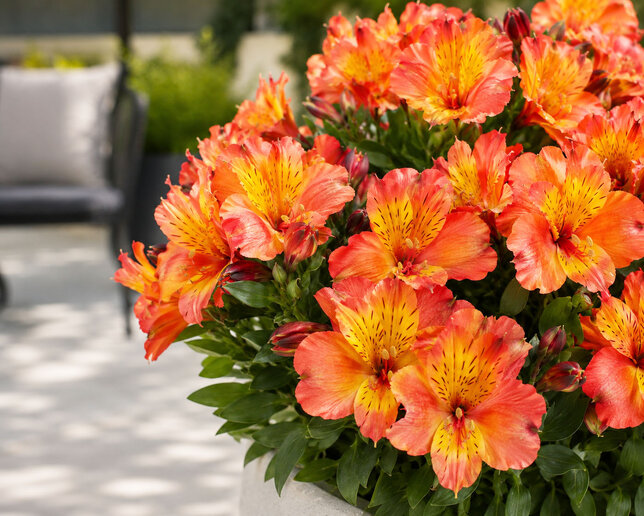 Alstroemeria 'incalys salmon' - alstroméria k2l - Alstroemeria 'Incalys Salmon' 1