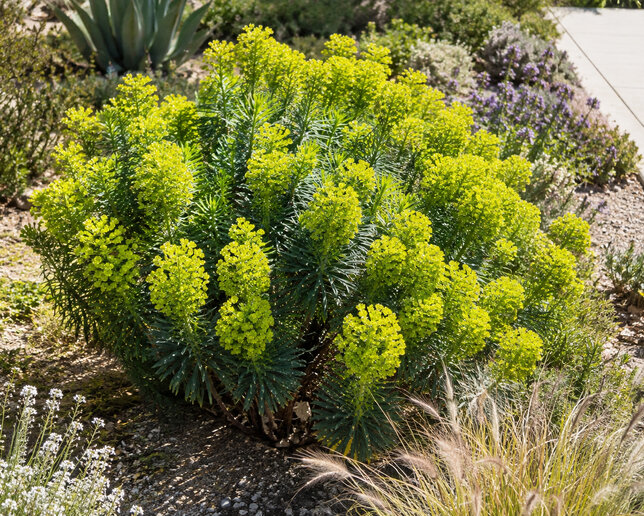 Euphorbia characias wulfenii - mliečnik - Euphorbia characias wulfenii 