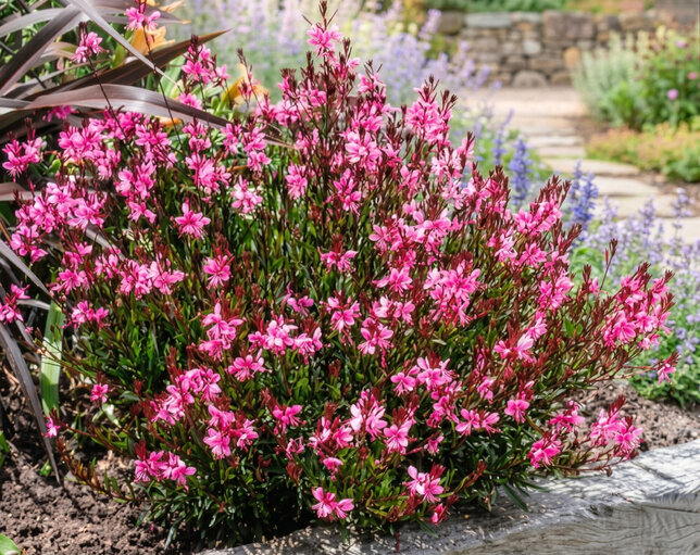 Gaura 'siskiyou pink' - gaura - Gaura 'Siskiyou Pink'