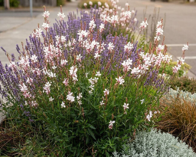 Gaura ʹwhirling butterfliesʹ - gaura - Gaura ʹWhirling Butterfliesʹ 