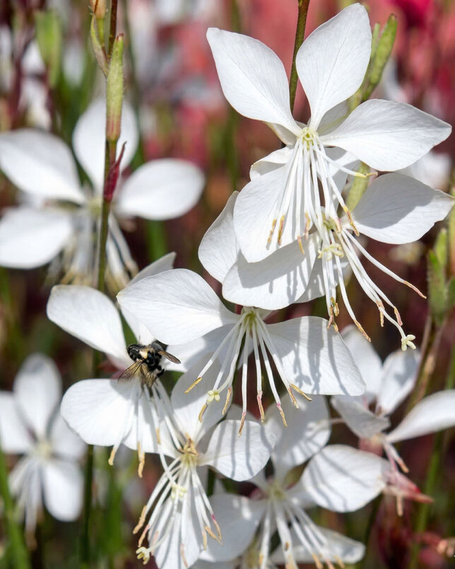 Gaura ʹwhirling butterfliesʹ - gaura - Gaura ʹWhirling Butterfliesʹ 1