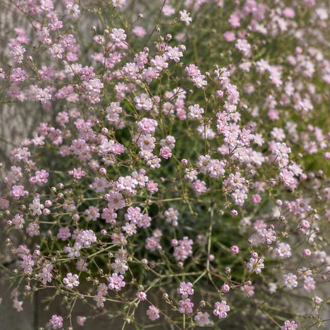 Gypsophila 'rosenschleier' - gypsomilka - Gypsophila 'Rosenschleier' 1