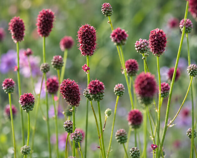 Sanguisorba 'proud mary' - krvavec - Sanguisorba 'Proud Mary' 