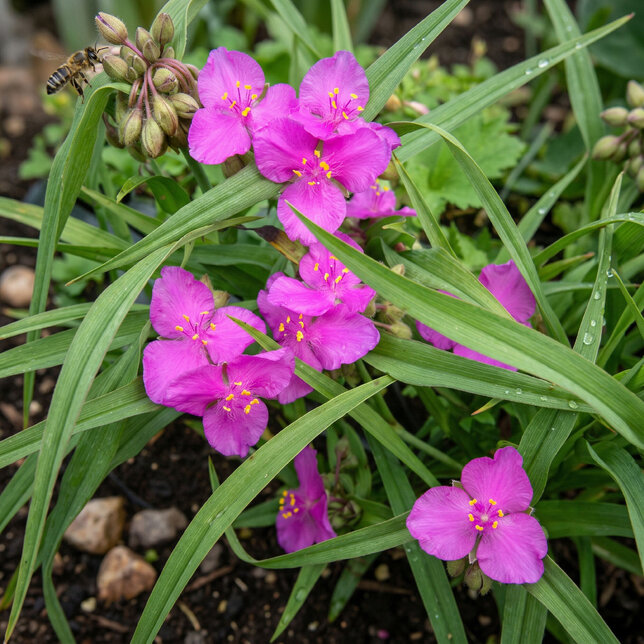 Tradescantia 'karminglut' - tradeskancia - Tradescantia 'Karminglut' 