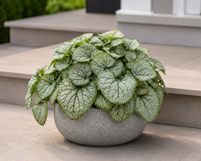 Brunnera 'silver carpet' - brunera - Brunnera 'Silver Carpet' 