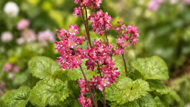 Heuchera 'berry timeless' - heuchera - Heuchera 'Berry Timeless' - heuchera 2